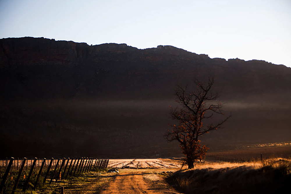 Cederberg wines Social Responsibility and Conservation Initiatives