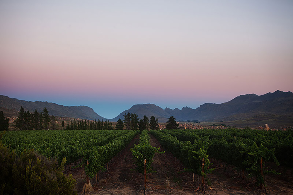 Cederberg wines Unique Terroir And The Purest Water